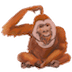 :orangutan: