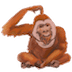 :orangutan: :orangutan: